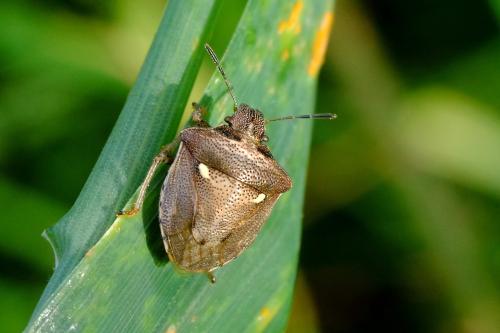 Réf. 348 933 : Eysarcoris aeneus